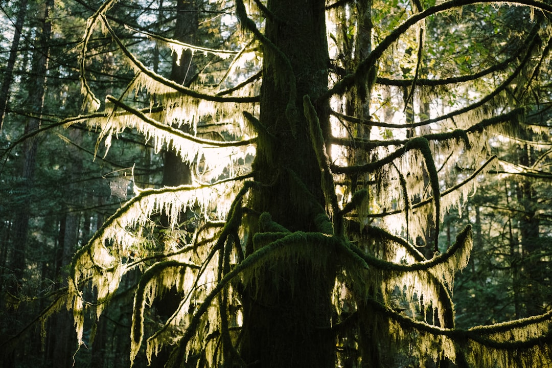 Forest photo spot Cumberland Cathedral Grove