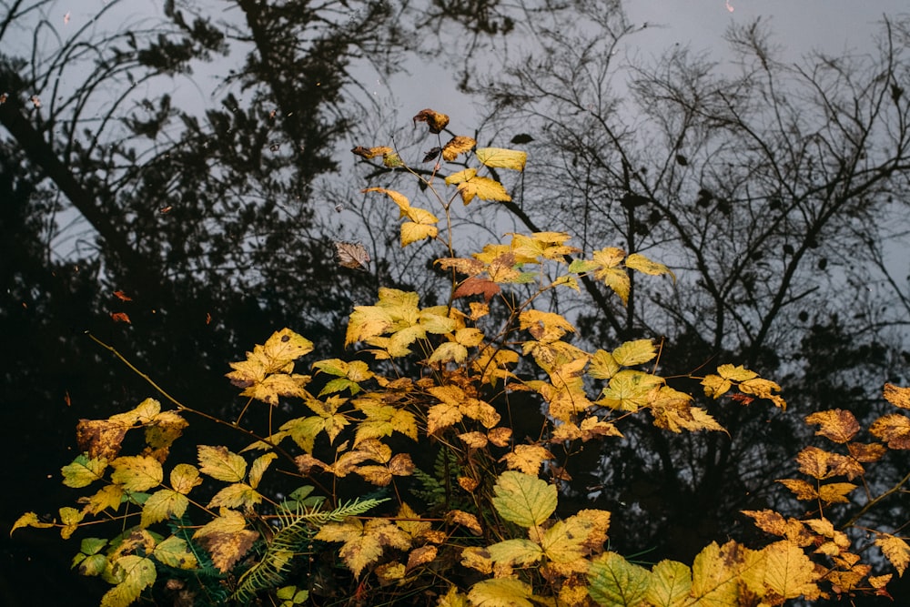 yellow maple leaves under blue sky during daytime