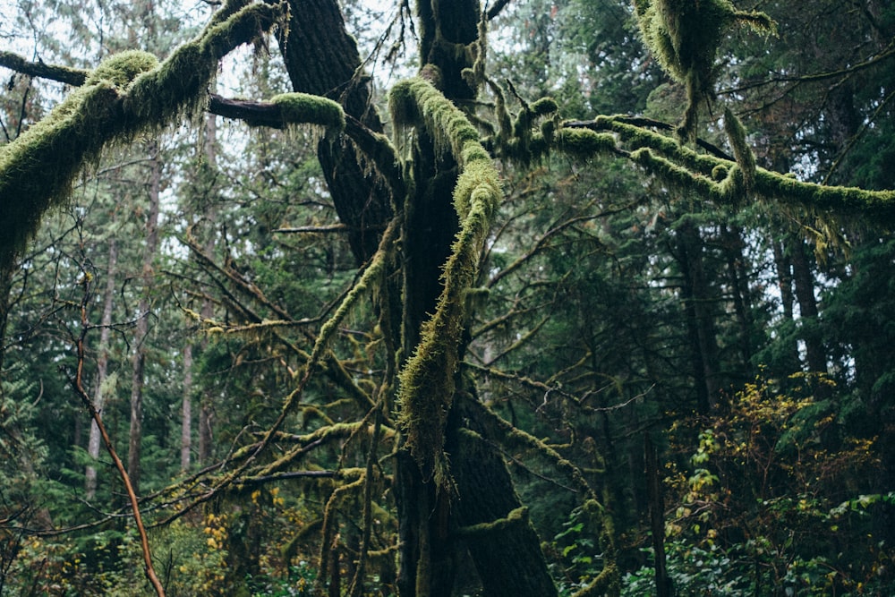 Tronco marrone dell'albero nella foresta durante il giorno