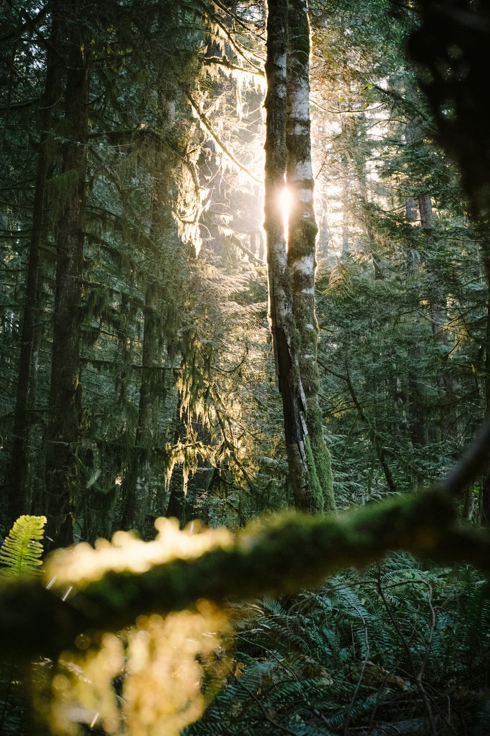 green moss on brown tree trunk during daytime