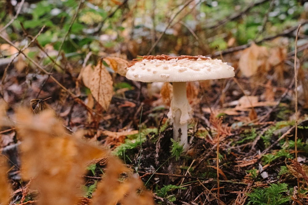 white and brown mushroom in forest during daytime