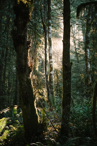 Sunlight filtering through tall trees in a lush forest, highlighting ferns and moss