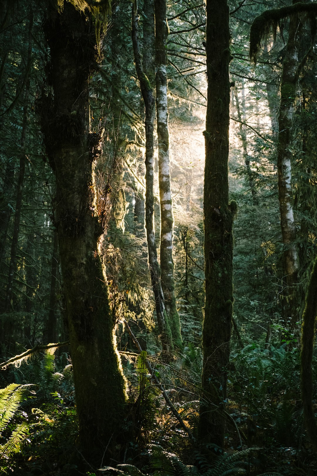 Forest photo spot Cumberland Cathedral Grove