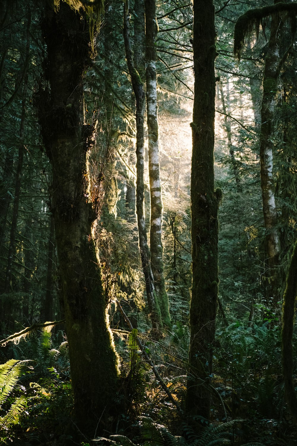 green and brown trees during daytime