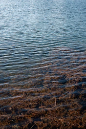 A serene water body dotted with sleek floating photocatalyst devices absorbing sunlight.