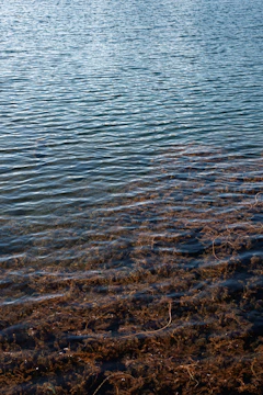 A serene water body dotted with sleek floating photocatalyst devices absorbing sunlight.