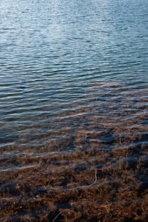 The image features a body of water with a clear surface that reflects light, creating a serene ambiance. Submerged aquatic plants are visible beneath the gently rippling water, adding texture to the scene.