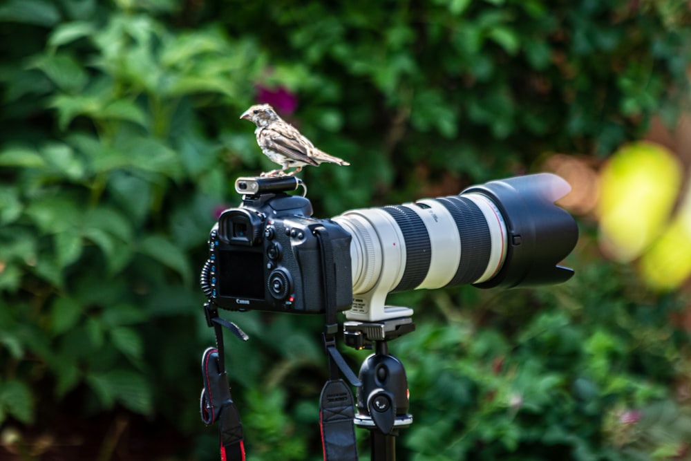 brown and white bird on black and silver camera