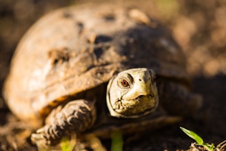 A close-up of a baby radiated tortoise on natural ground