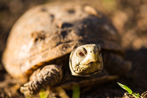 A close-up of a baby radiated tortoise on natural ground
