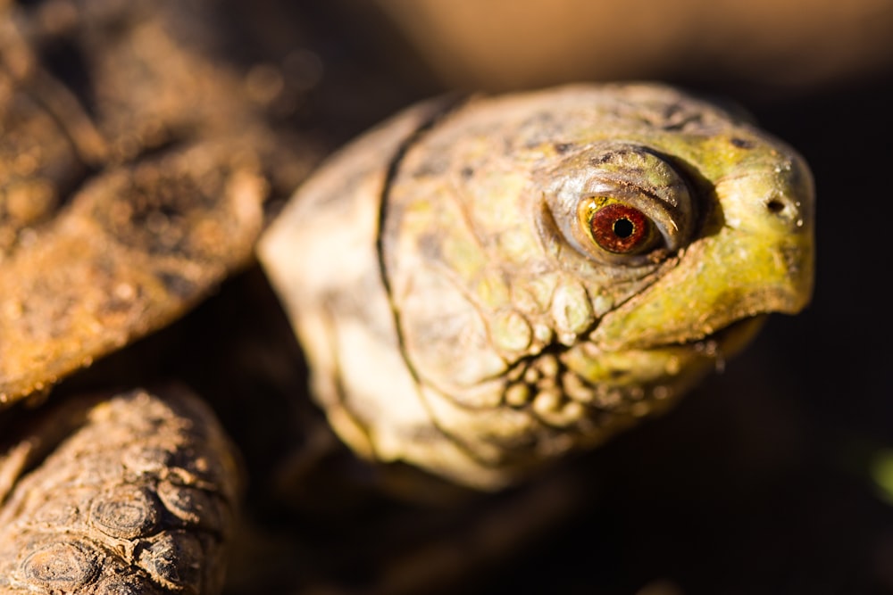 brown and black turtle in close up photography