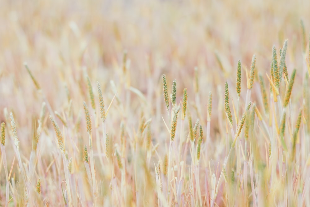 brown wheat field during daytime