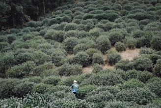 A lush, green tea plantation with rows of densely packed bushes covers a sloped landscape. A solitary person wearing a green jacket and a white hat is visible among the bushes, carrying a basket, possibly harvesting tea leaves. The background consists of tall trees, creating a natural enclosure.