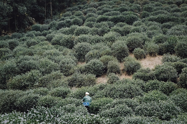 A lush, green tea plantation with rows of densely packed bushes covers a sloped landscape. A solitary person wearing a green jacket and a white hat is visible among the bushes, carrying a basket, possibly harvesting tea leaves. The background consists of tall trees, creating a natural enclosure.