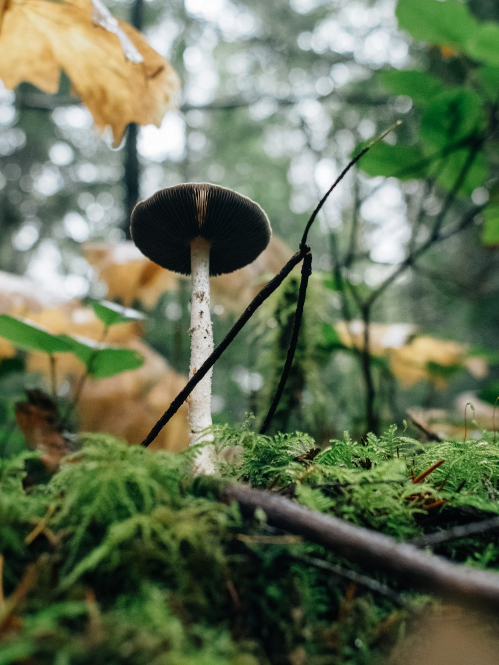 white and black mushroom in close up photography