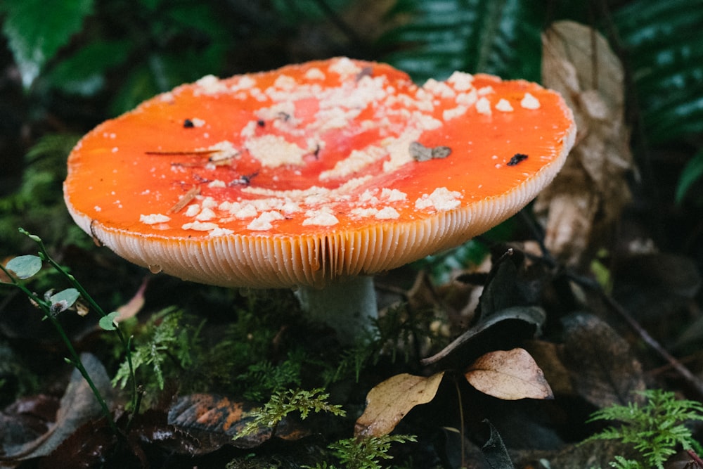 white and red mushroom in close up photography