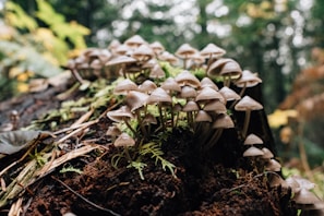brown mushrooms on brown soil