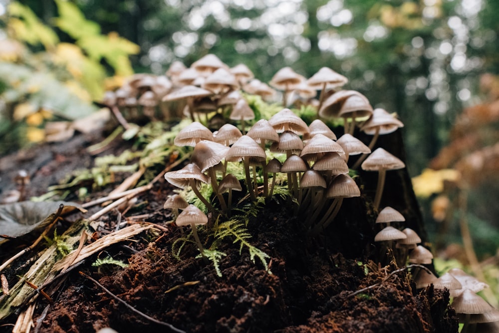 brown mushrooms on brown soil