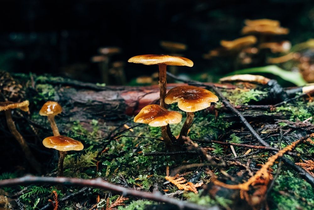 brown mushroom on green grass during daytime