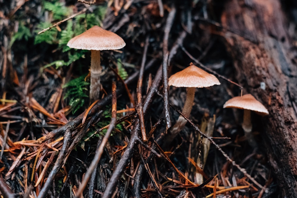 champignon brun sur branche d’arbre brun