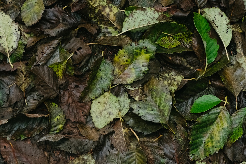 hojas verdes y marrones en el suelo
