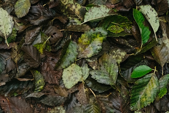 green and brown leaves on ground in Cumberland Canada