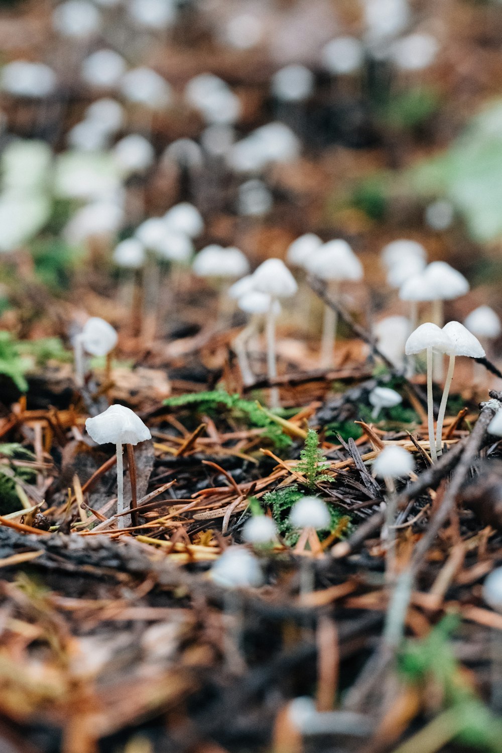 white mushroom in tilt shift lens