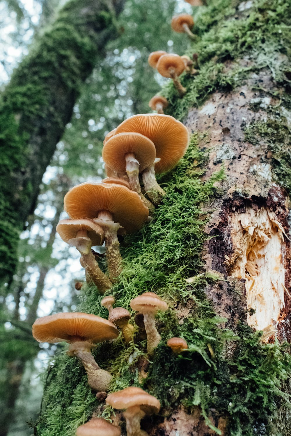 brown mushrooms on tree trunk