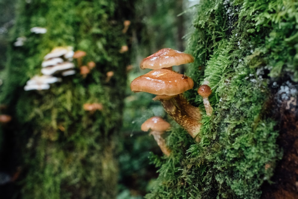 champignon brun sur herbe verte pendant la journée