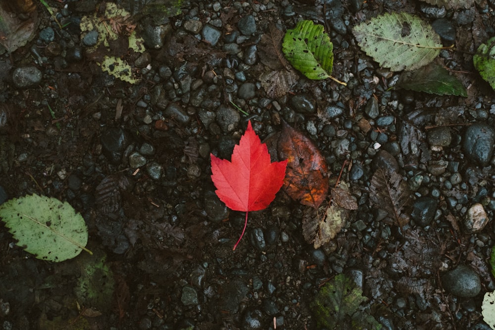 Feuille d’érable rouge sur sol brun