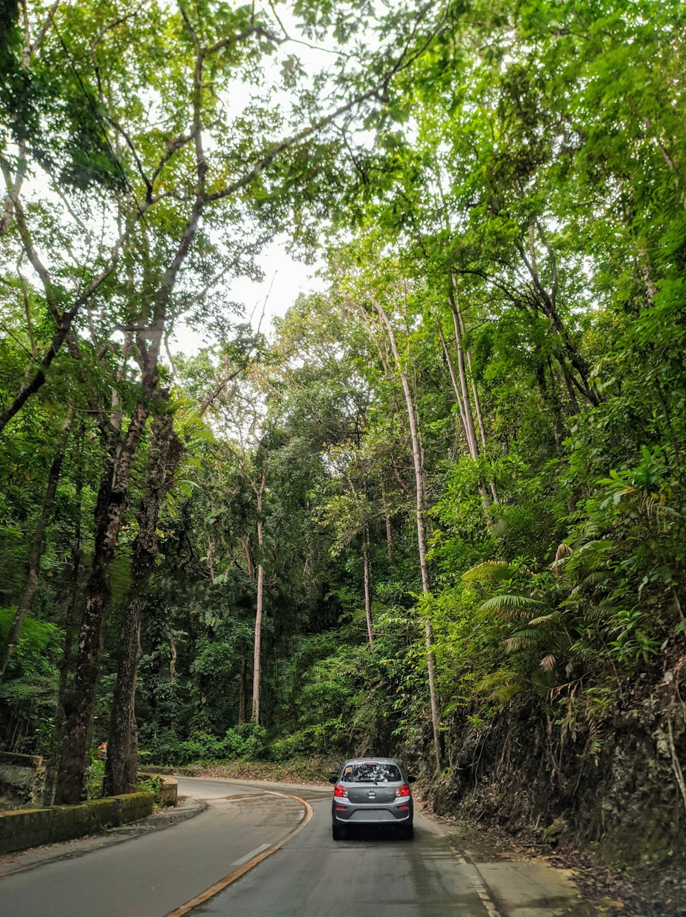 black car on road between trees during daytime