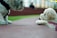 Two fluffy dogs are interacting on a sidewalk, with one dog standing and the other lying down in a relaxed manner. The background is slightly blurred, showing greenery and a person sitting in the distance.