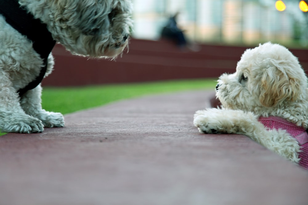 white long coated small sized dog on red carpet