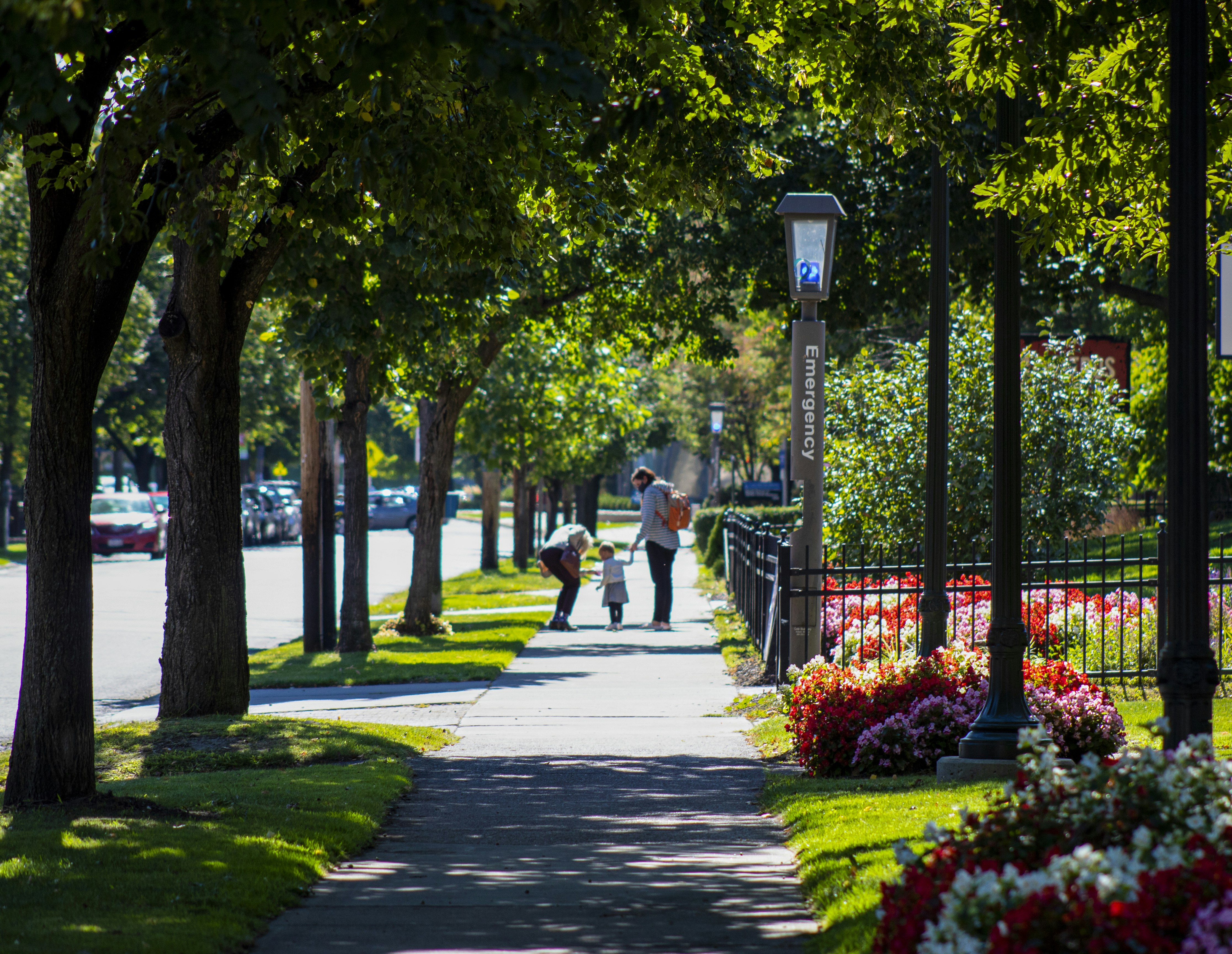 people walking on sidewalk near trees during daytime