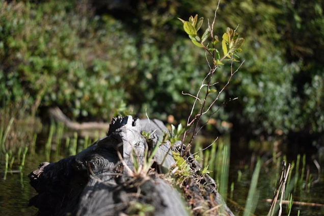 A close-up view of a weathered log in a natural setting, partially submerged in water. A small sapling with green leaves grows from the log, indicating new life emerging from decay. The background consists of lush greenery and a blurred forest area, enhancing the sense of a tranquil, untouched ecosystem.