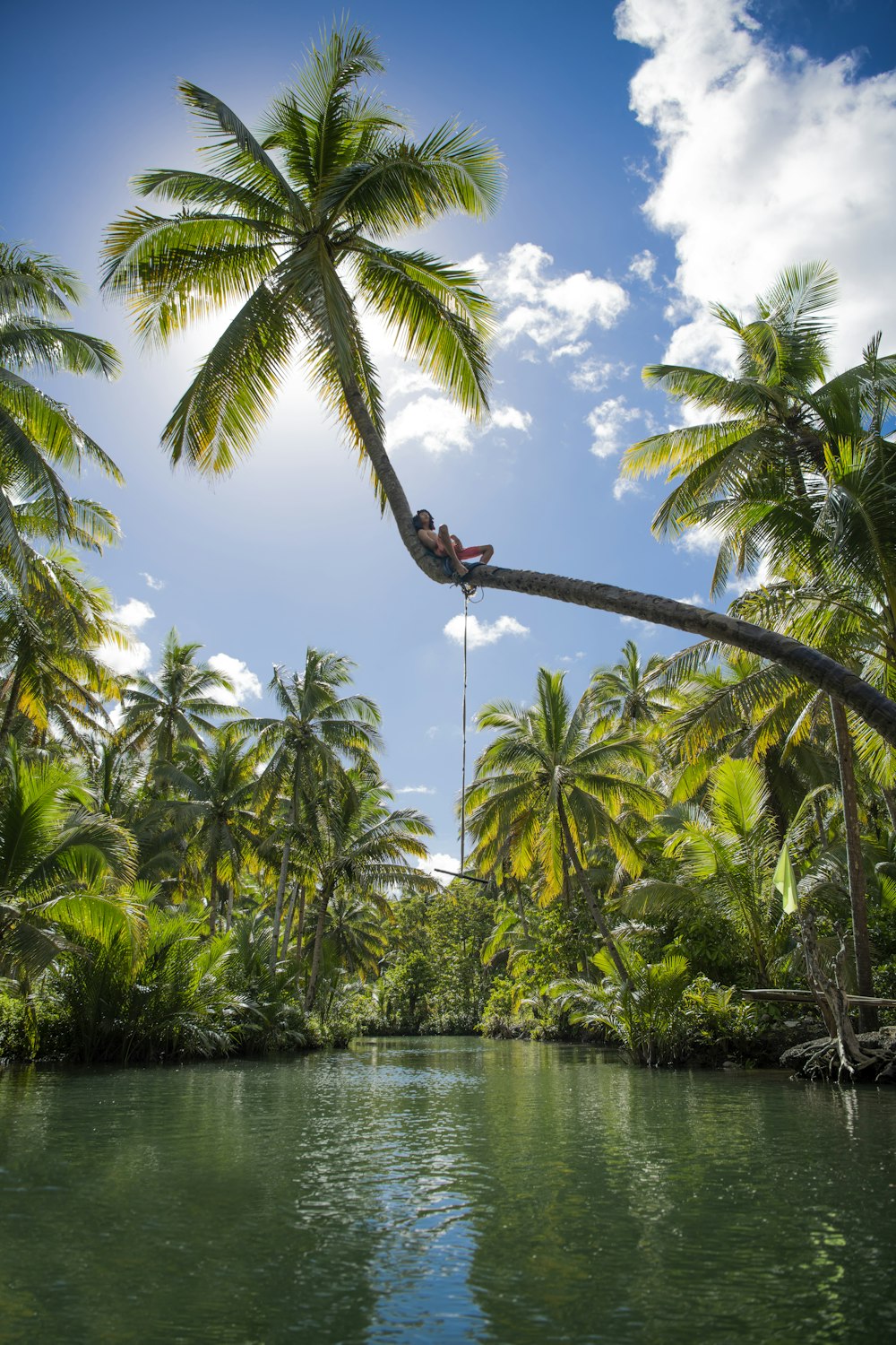 green coconut tree near body of water during daytime