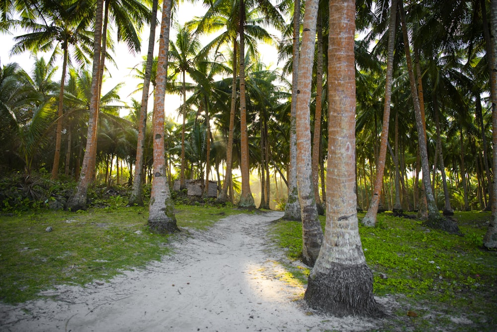 gray pathway between green trees during daytime