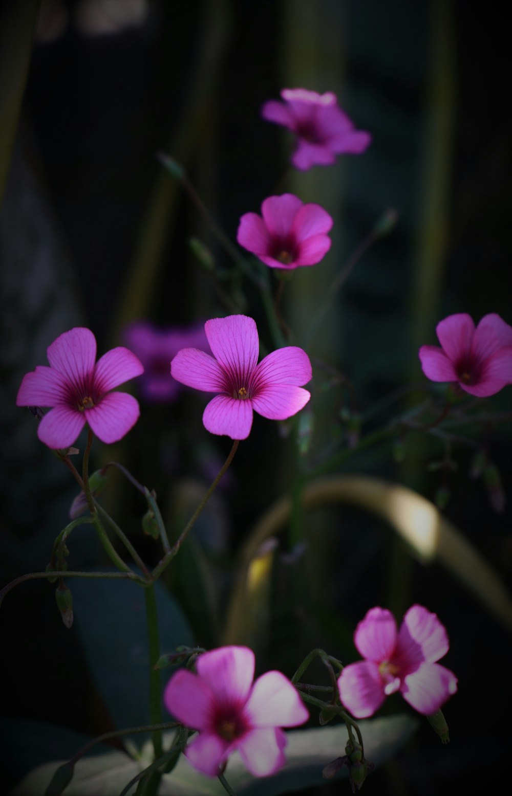 Flor púrpura en lente de desplazamiento de inclinación