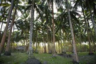 A dense forest of tall palm trees with sunlight filtering through the leaves. The ground is covered with green grass and scattered foliage. There is a small hut made of natural materials like wood or thatch in the background.
