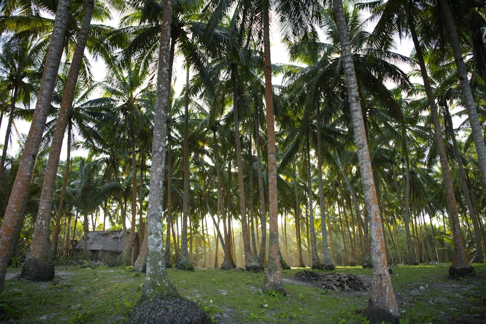 green palm trees on green grass field during daytime