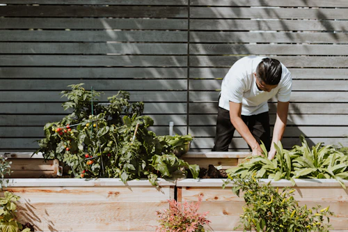 Gardener tending raised planting beds in a designed garden