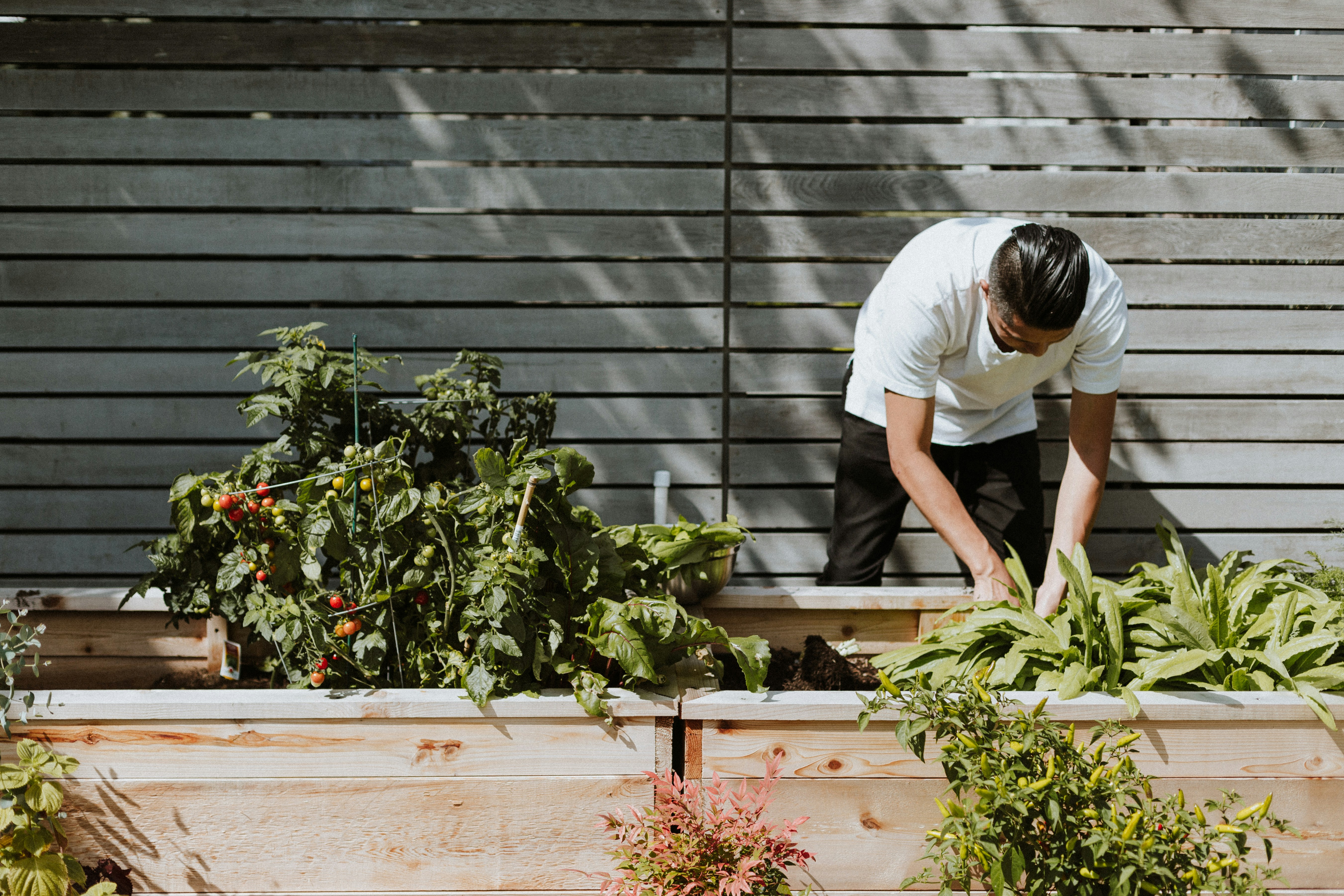 A person tending to a vegetable garden in wooden raised beds