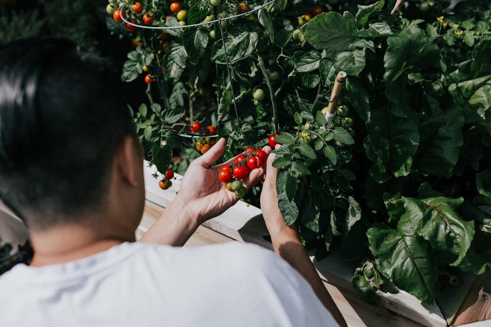 person holding red round fruits