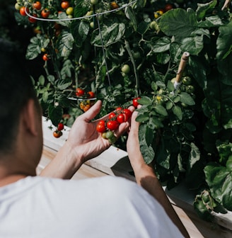 person holding red round fruits