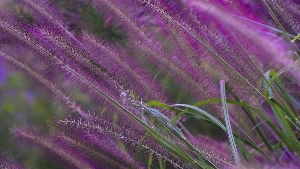 purple and green grass field