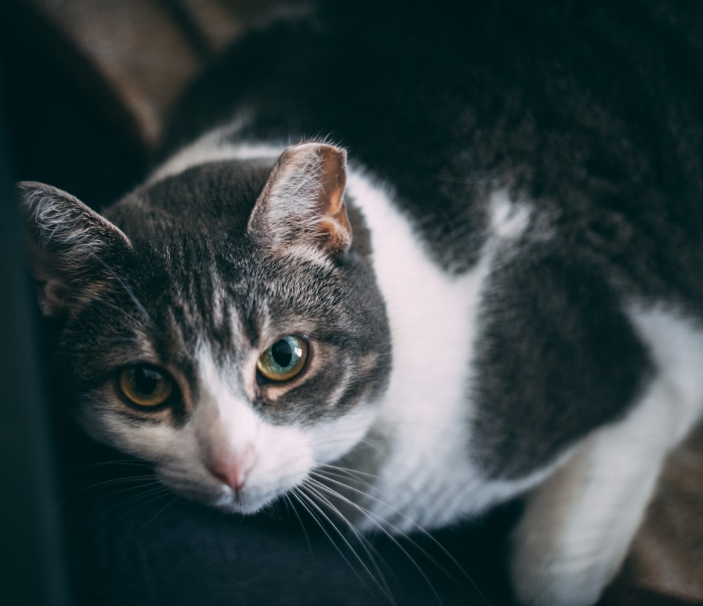 black and white cat on black textile