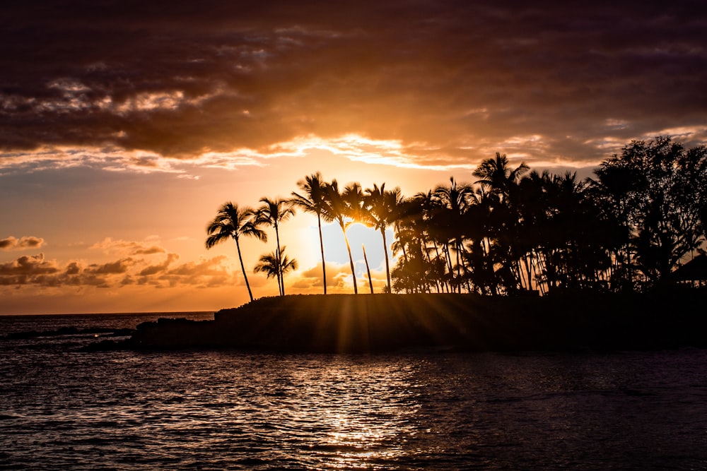 Silueta de palmeras cerca del cuerpo de agua durante la puesta de sol