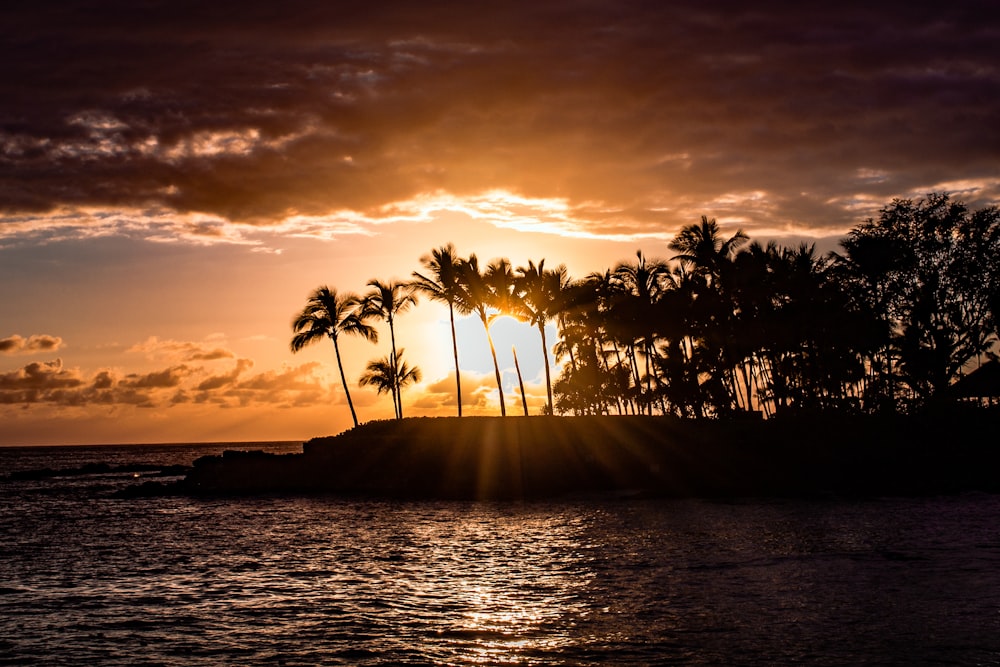 silhouette of palm trees near body of water during sunset