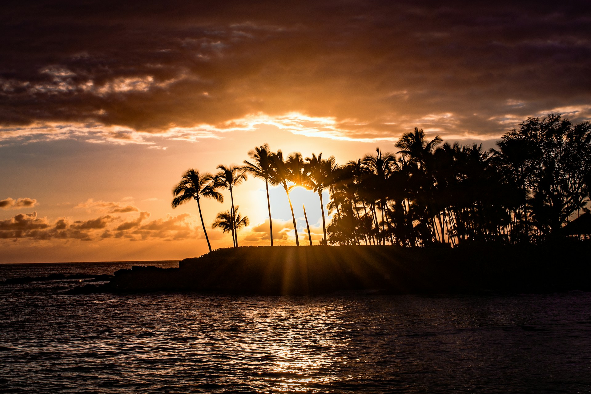 silhouette of palm trees near body of water during sunset