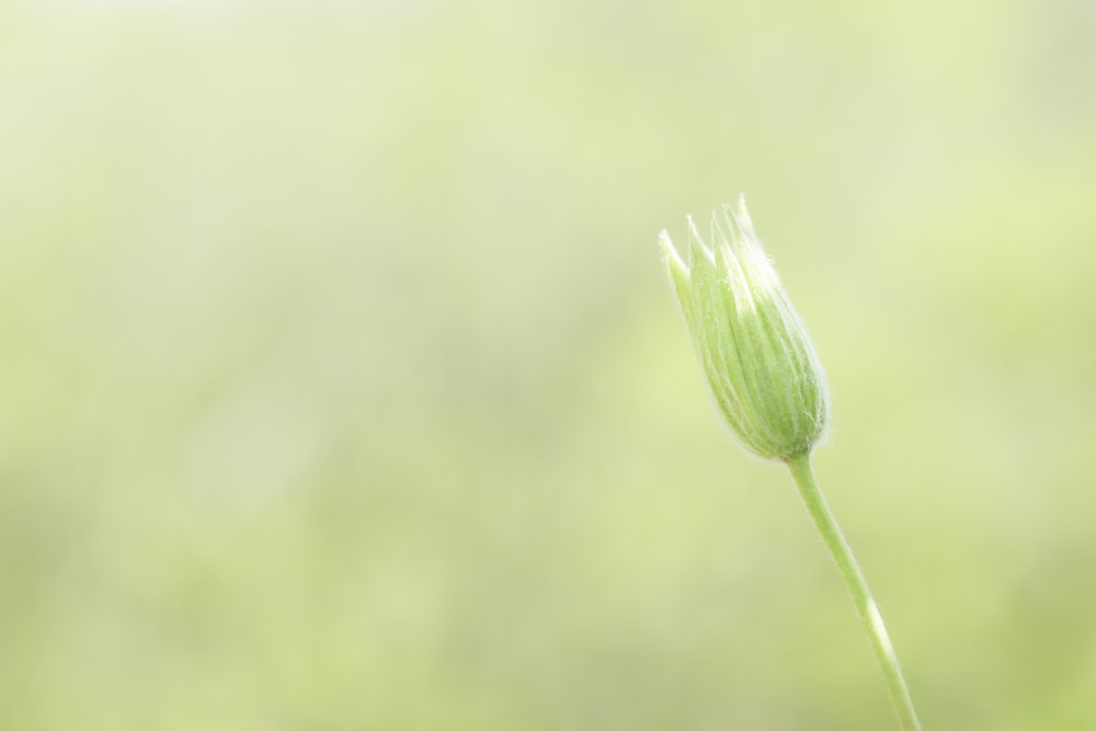 green flower bud in close up photography